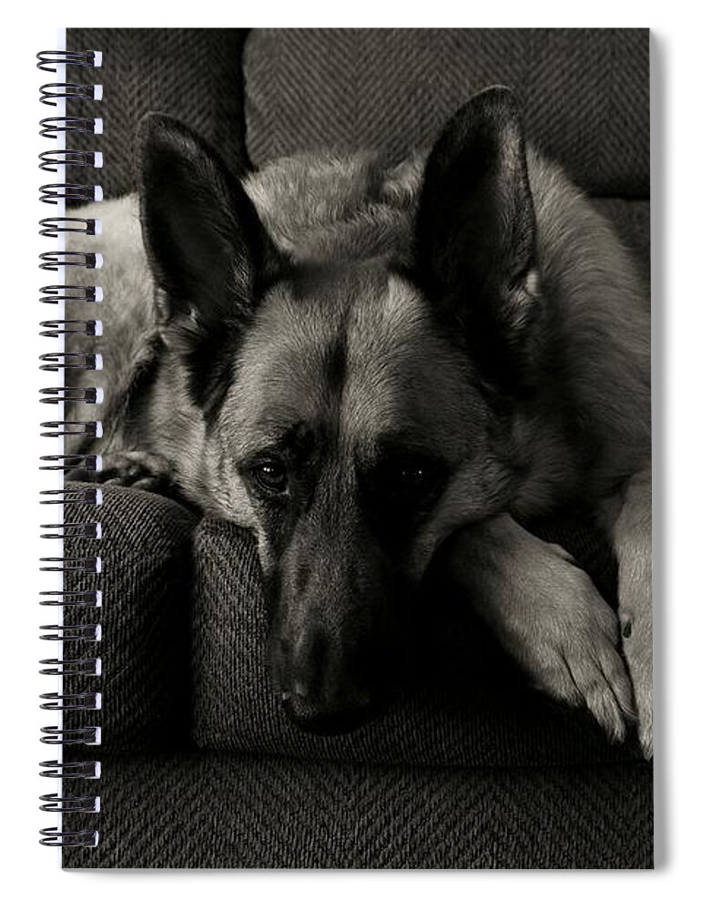 German Shepherd Dogs Spiral Notebook featuring the photograph I'm Waiting For You by Angie Tirado