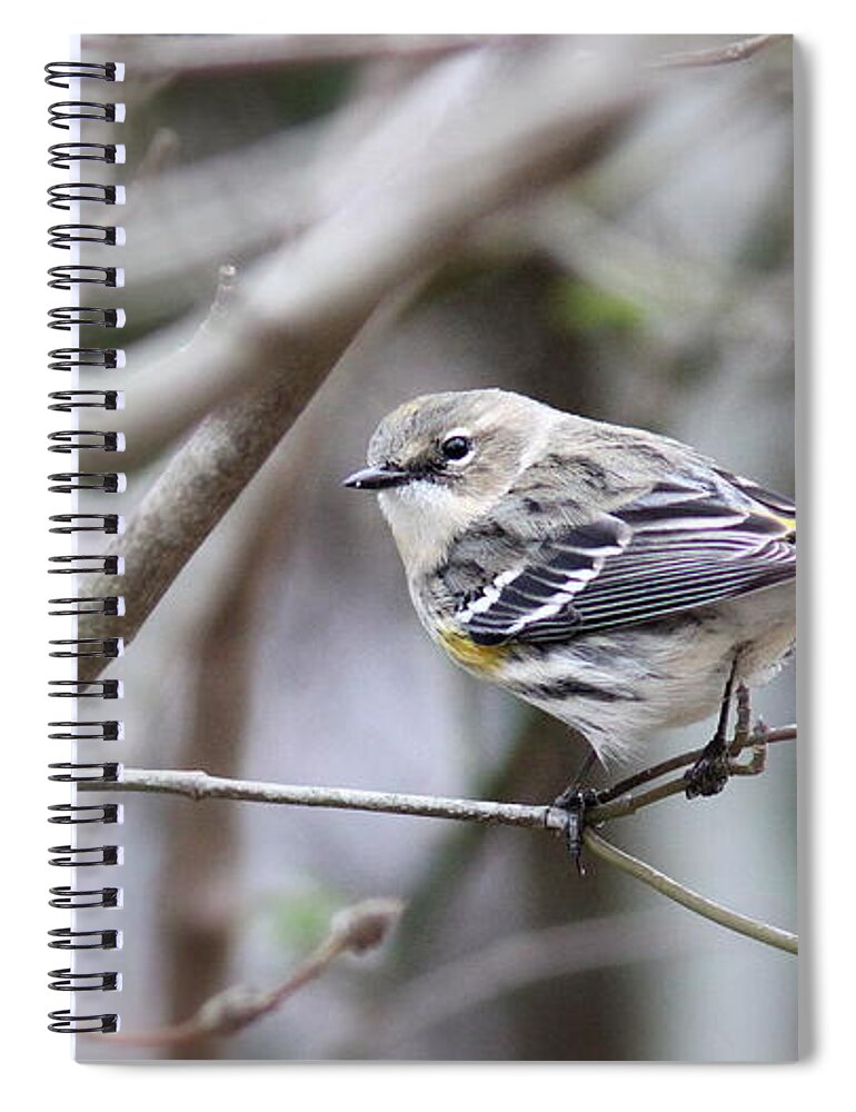Yellow-rumped Warbler Spiral Notebook featuring the photograph IMG_1186 - Yellow-rumped Warbler by Travis Truelove
