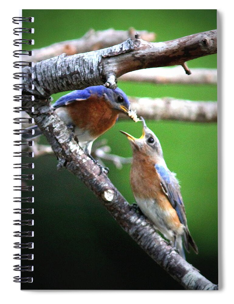 Eastern Bluebird Spiral Notebook featuring the photograph IMG_1191 - Eastern Bluebird - Feeding Mama by Travis Truelove