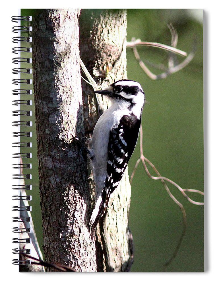 Downy Woodpecker Spiral Notebook featuring the photograph IMG_2175-004 - Downy Woodpecker by Travis Truelove
