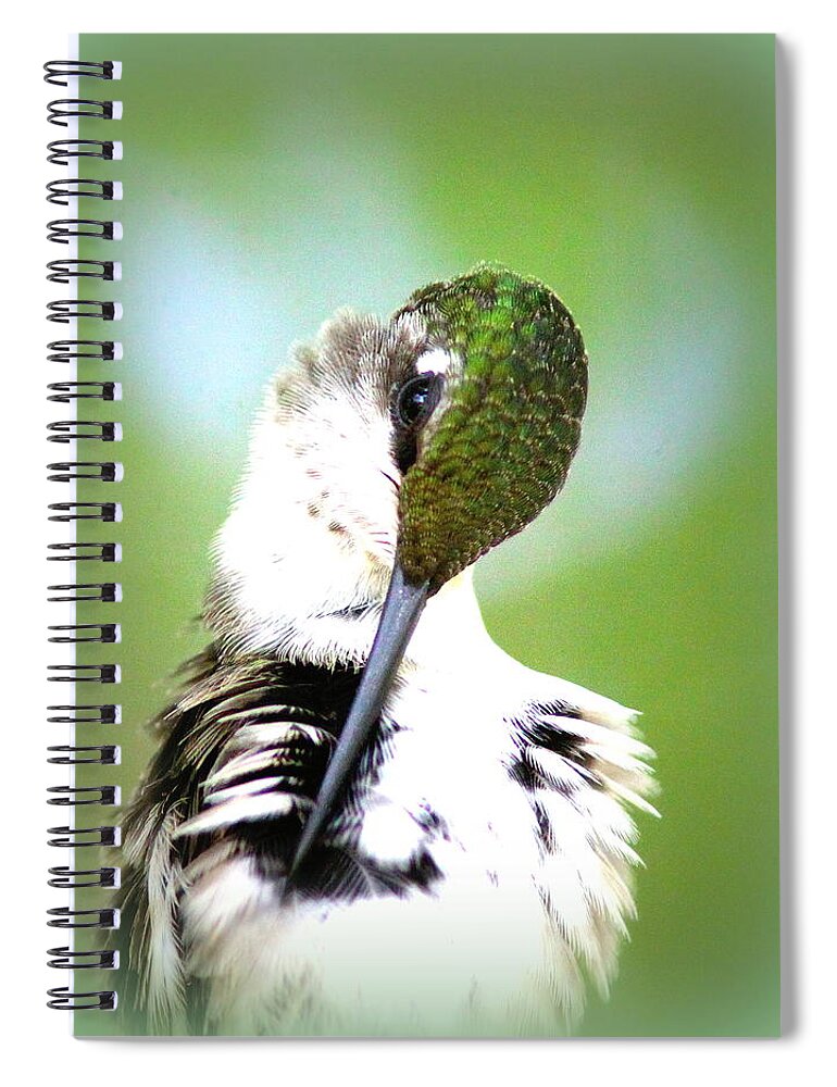 Ruby-throated Hummingbird Spiral Notebook featuring the photograph IMG_5531-001 - Ruby-throated Hummingbird by Travis Truelove