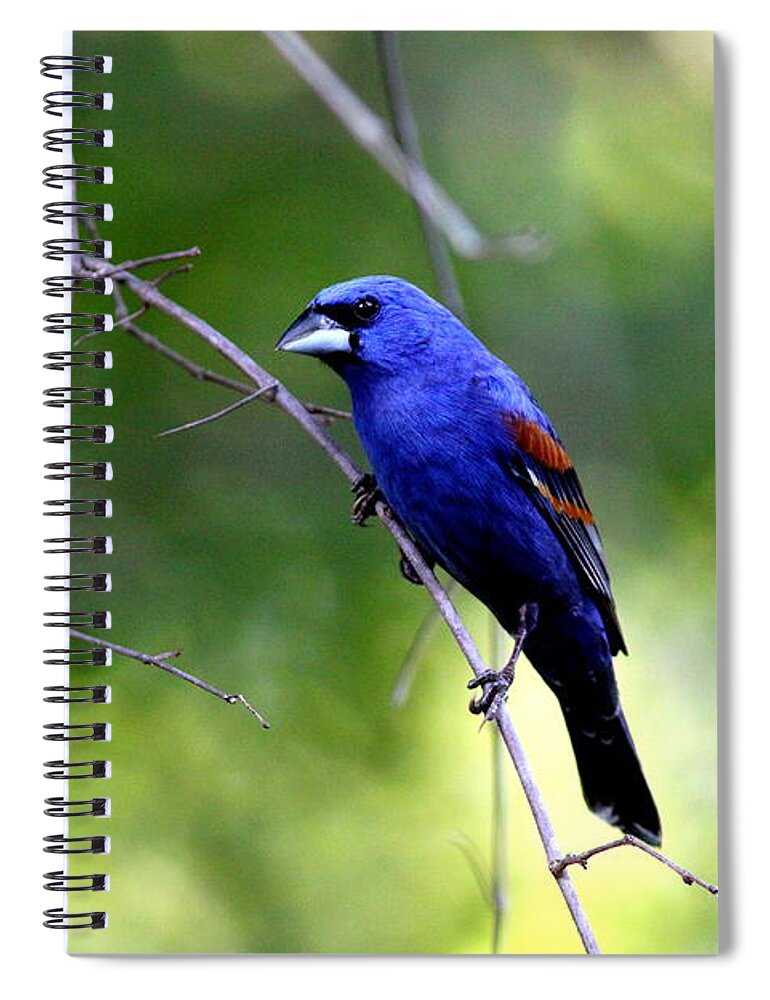 Blue Grosbeak Spiral Notebook featuring the photograph IMG_5699-004 - Blue Grosbeak by Travis Truelove