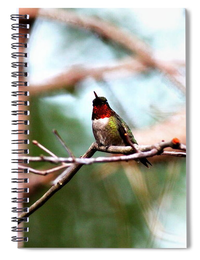 Ruby-throated Hummingbird Spiral Notebook featuring the photograph IMG_6099 - Ruby-throated Hummingbird by Travis Truelove
