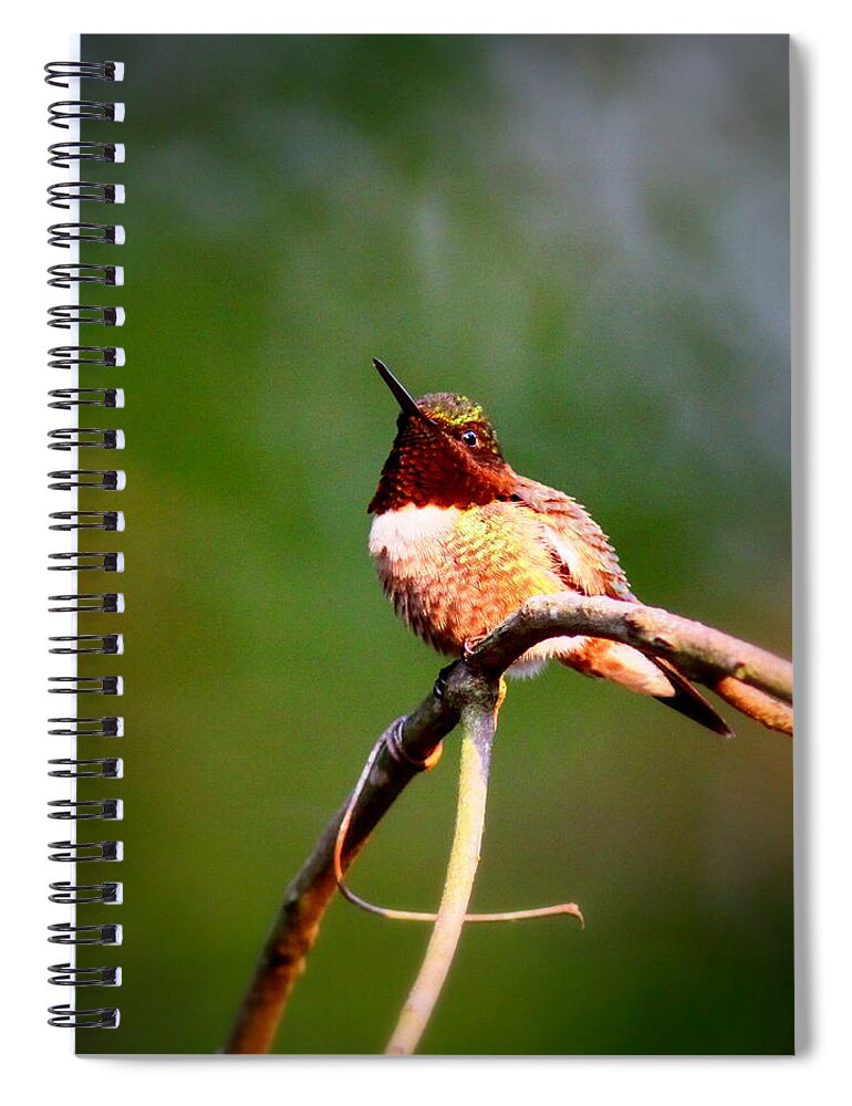 Ruby-throated Hummingbird Spiral Notebook featuring the photograph IMG_6138-001 - Ruby-throated Hummingbird by Travis Truelove