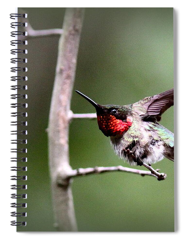 Ruby-throated Hummingbird Spiral Notebook featuring the photograph IMG_6521 - Ruby-throated Hummingbird by Travis Truelove