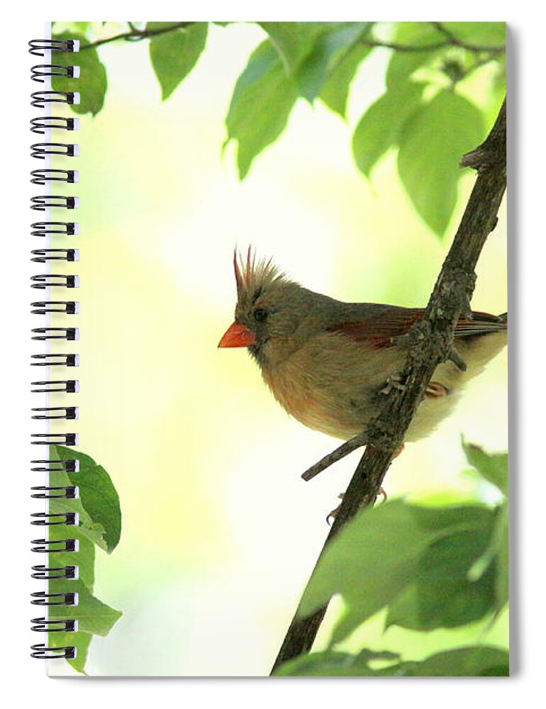 Northern Cardinal Spiral Notebook featuring the photograph IMG_6587 - Northern Cardinal by Travis Truelove