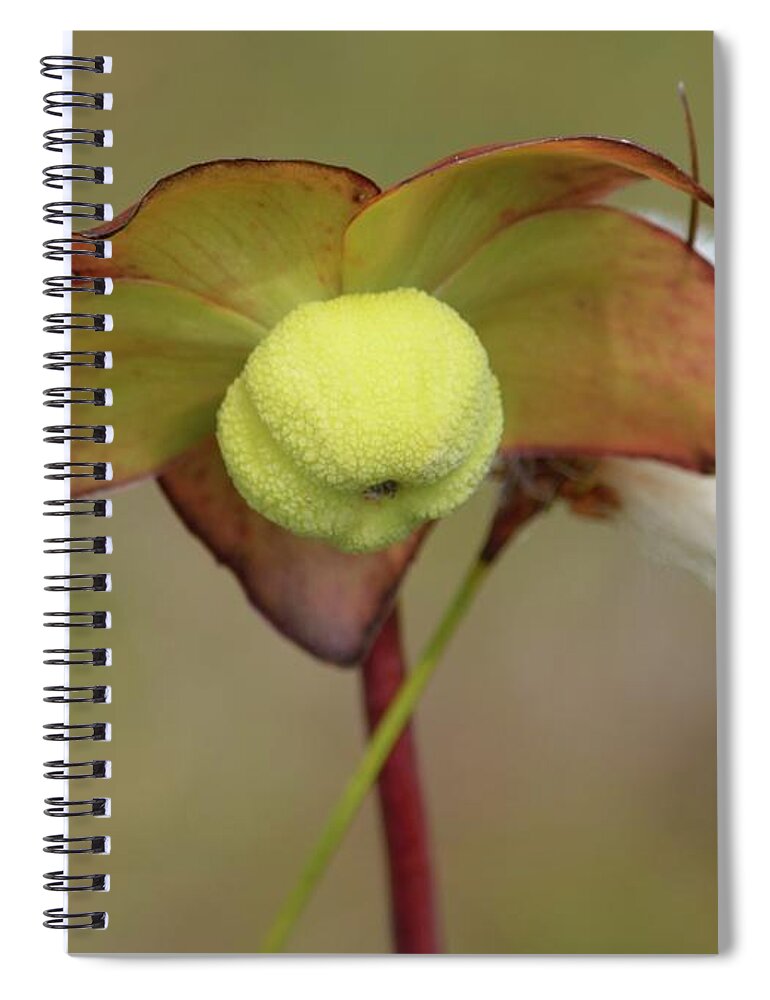Bog Spiral Notebook featuring the photograph In Bloom by Randy Bodkins