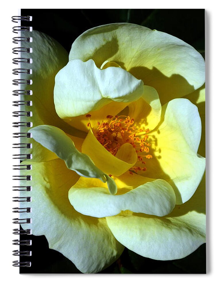 Rose Spiral Notebook featuring the photograph In Light by Lynda Lehmann