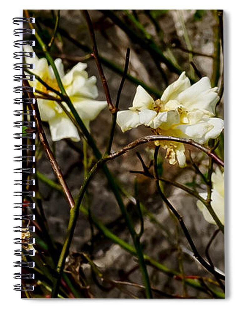 Roses Spiral Notebook featuring the photograph In opposite corners. by Elena Perelman