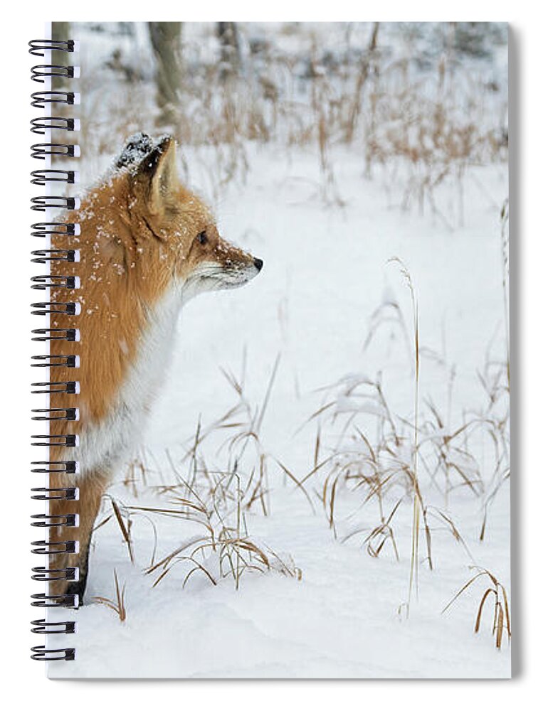 Fox Spiral Notebook featuring the photograph In The Distance by Mindy Musick King