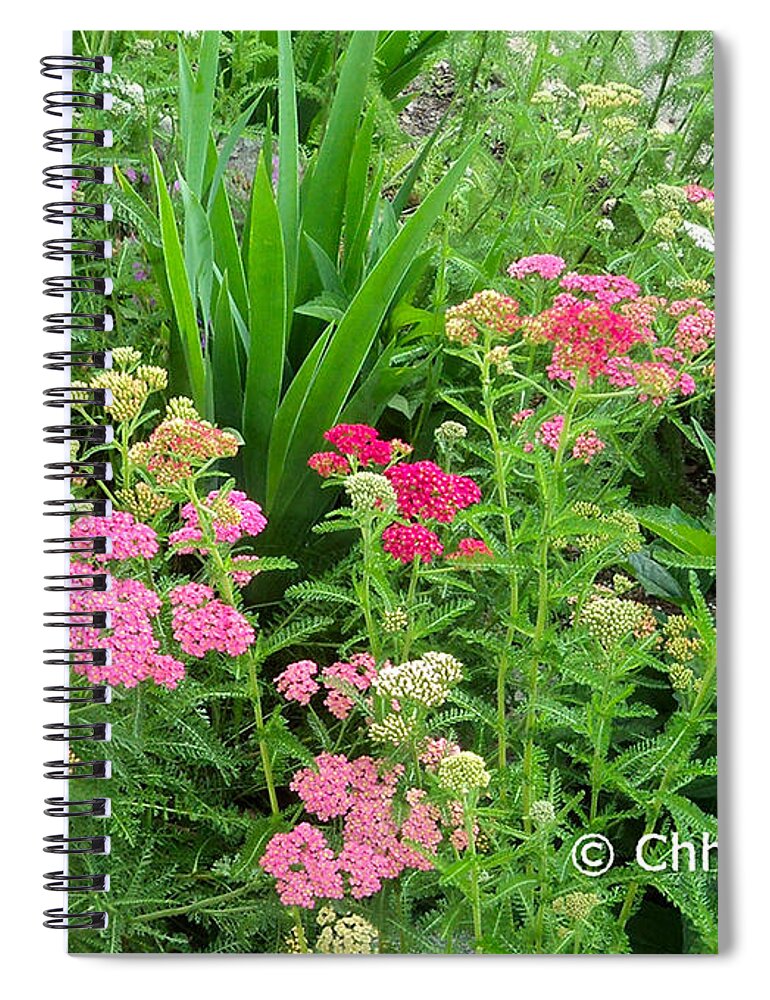 Yarrow Spiral Notebook featuring the photograph In the Garden - Yarrow by Chholing Taha