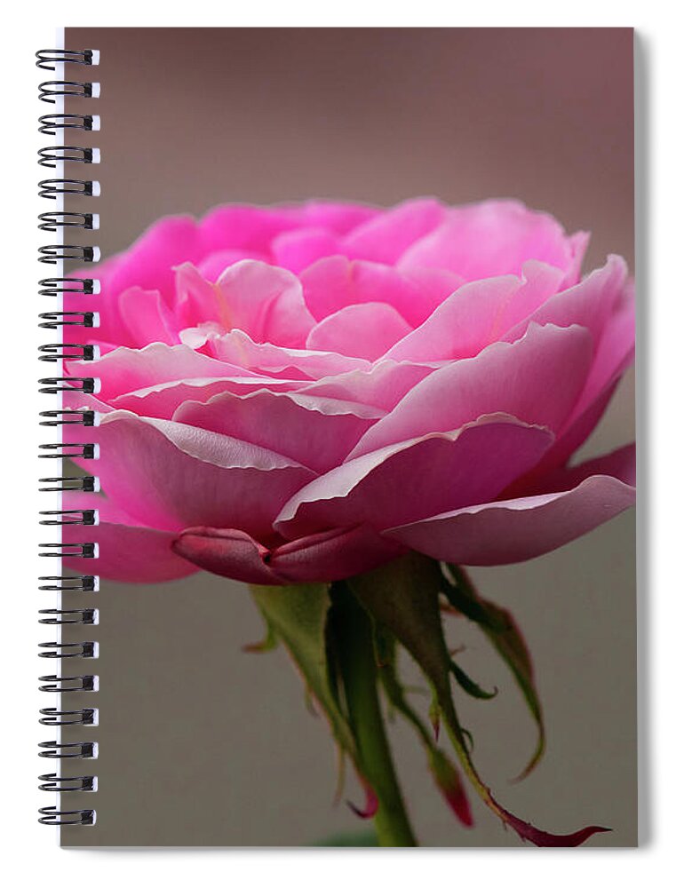 Rose Spiral Notebook featuring the photograph In The Mood Pink by Yeates Photography