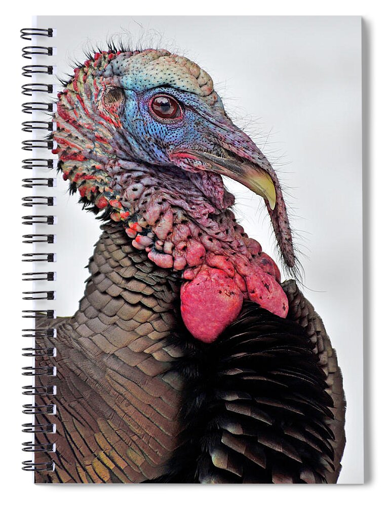 An Adult Male Wild Turkey Portrait - Parc Omega Spiral Notebook featuring the photograph In The Mood by Tony Beck