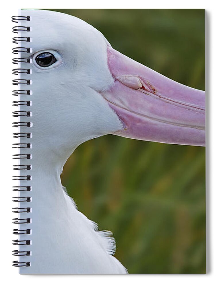 Wandering Albatross Spiral Notebook featuring the photograph In the Tussock by Tony Beck