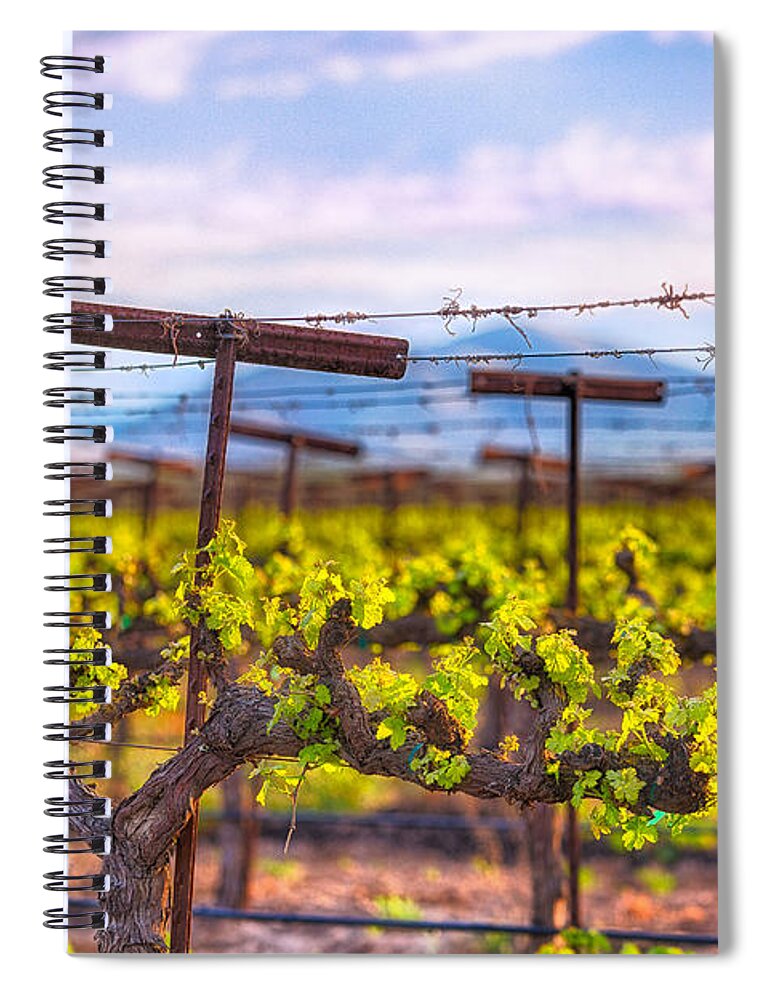 Vineyard Spiral Notebook featuring the photograph In the Vineyard by Anthony Michael Bonafede