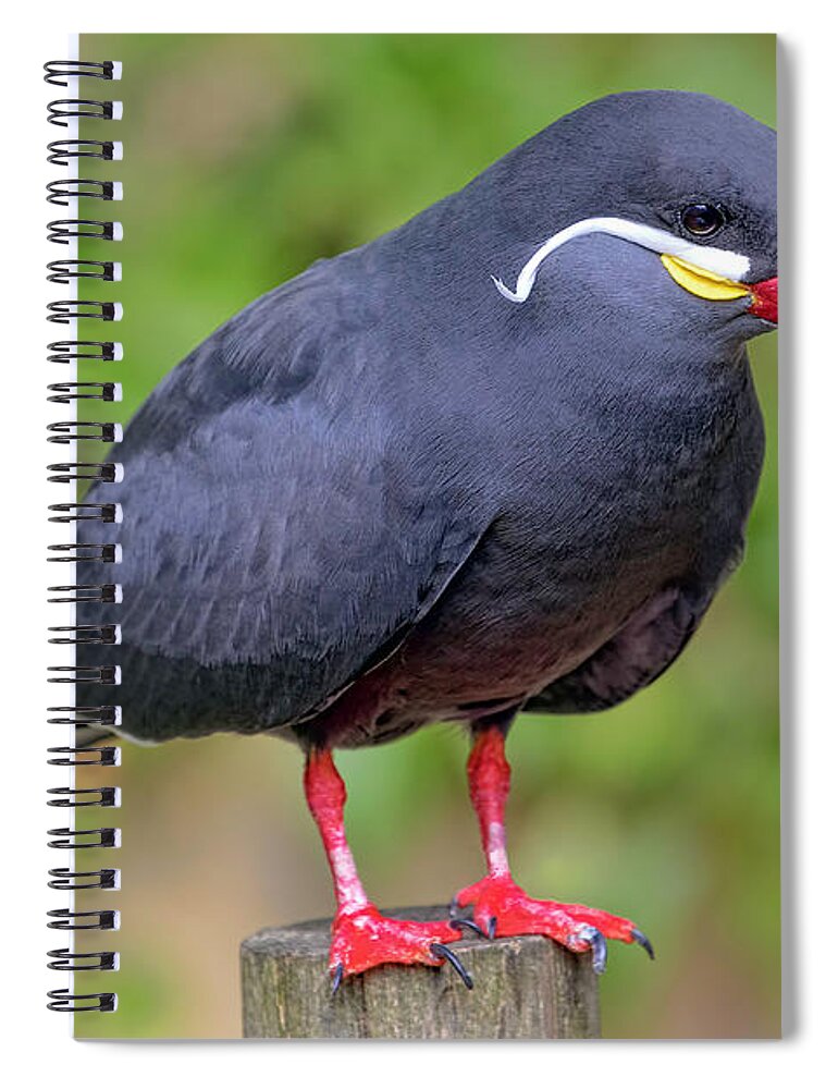 South America Bird Spiral Notebook featuring the photograph Inca Tern by Nadia Sanowar