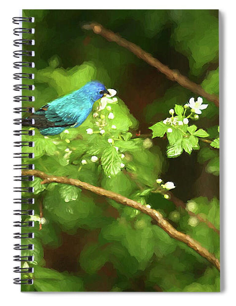 Blackberry Blooms Spiral Notebook featuring the photograph Indigo Bunting and Black Berry Blooms by Darren Fisher