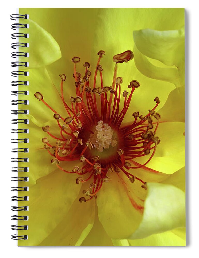 Inner Spiral Notebook featuring the photograph Inner Rose by Jeff Townsend