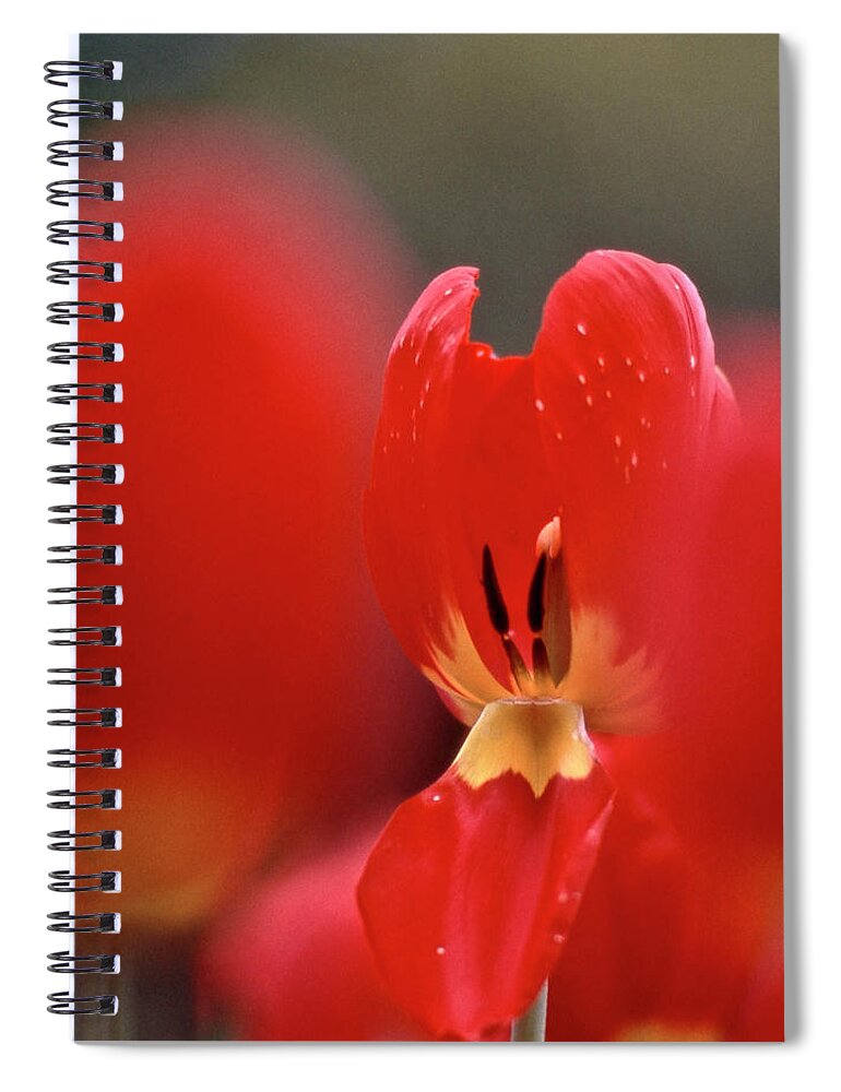 Tulip Spiral Notebook featuring the photograph Inner Value by Heiko Koehrer-Wagner