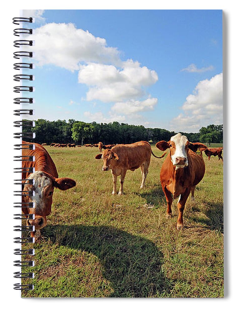 Inquisitive Spiral Notebook featuring the photograph Inquisitive Cattle by Ted Keller