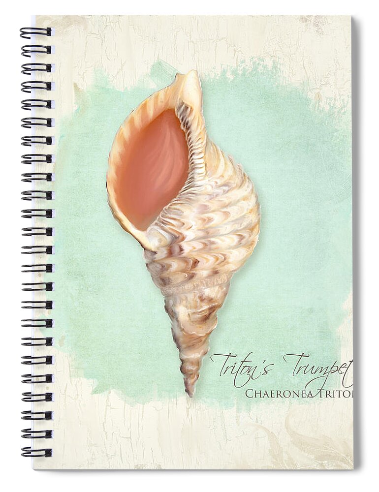 Tritons Trumpet Spiral Notebook featuring the painting Inspired Coast VI - Triton's Trumpet Shell on Board by Audrey Jeanne Roberts