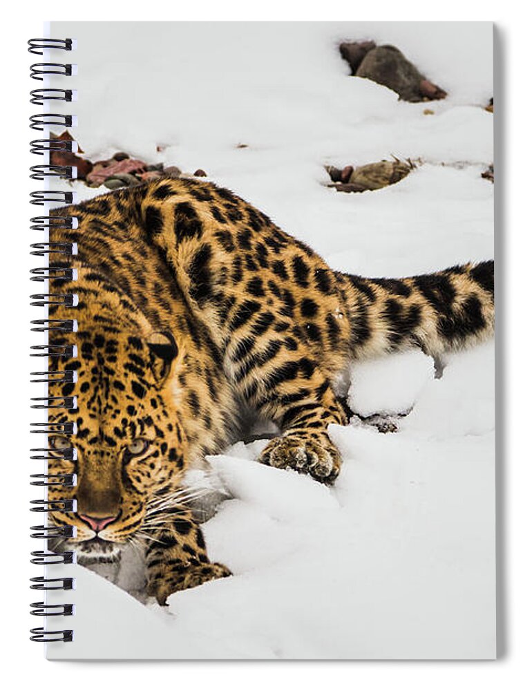 Amur Leopard Spiral Notebook featuring the photograph Intensity by Teresa Wilson