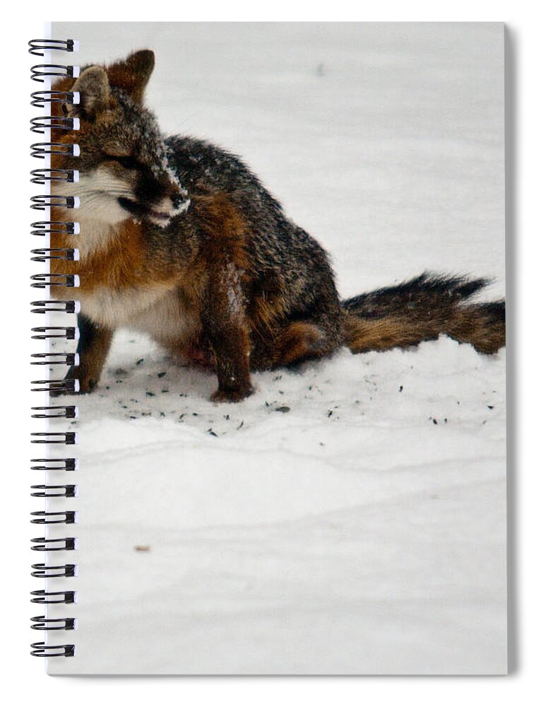 Fox Spiral Notebook featuring the photograph Intent Red Fox by Douglas Barnett