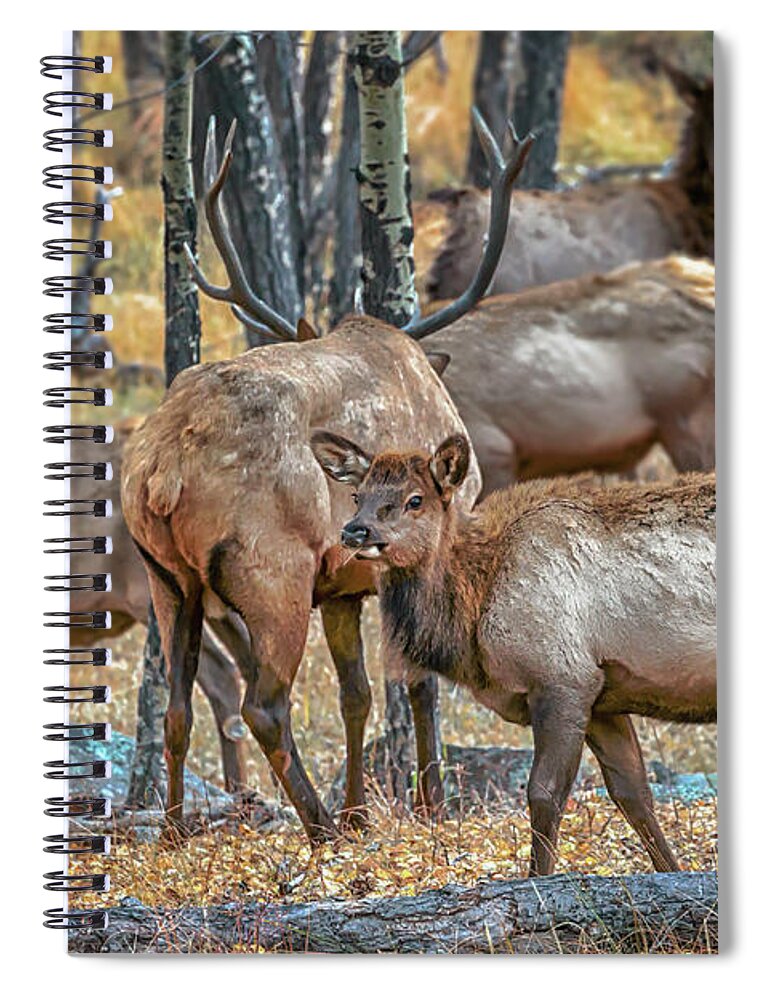 Elk Spiral Notebook featuring the photograph Into the Aspen Grove by Susan Rissi Tregoning