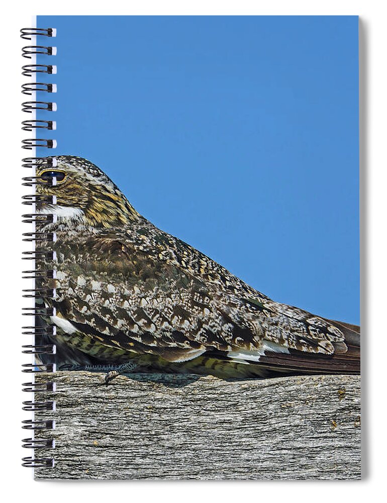 Common Nighthawk Spiral Notebook featuring the photograph Into The Out by Tony Beck