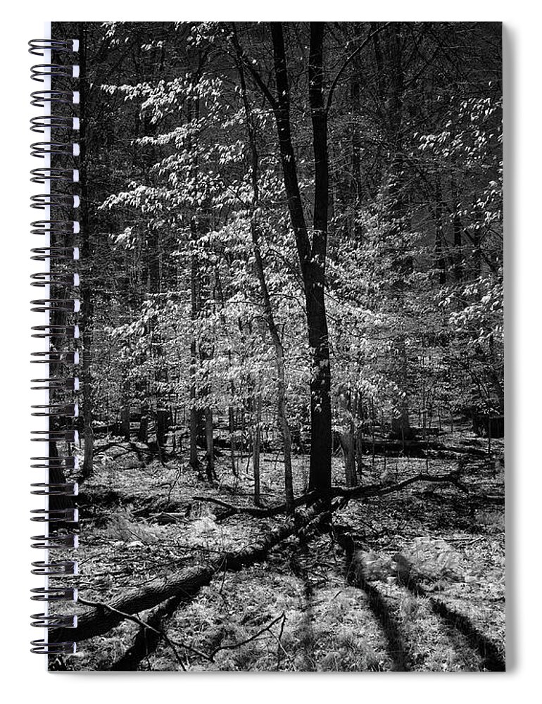 Bnw Spiral Notebook featuring the photograph Into the woods by Izet Kapetanovic