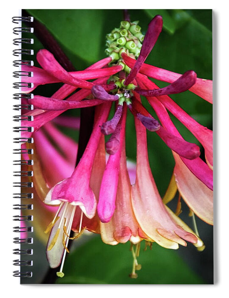 Lonicera Spiral Notebook featuring the photograph Invitation, Flowering Honeysuckle - by Julie Weber
