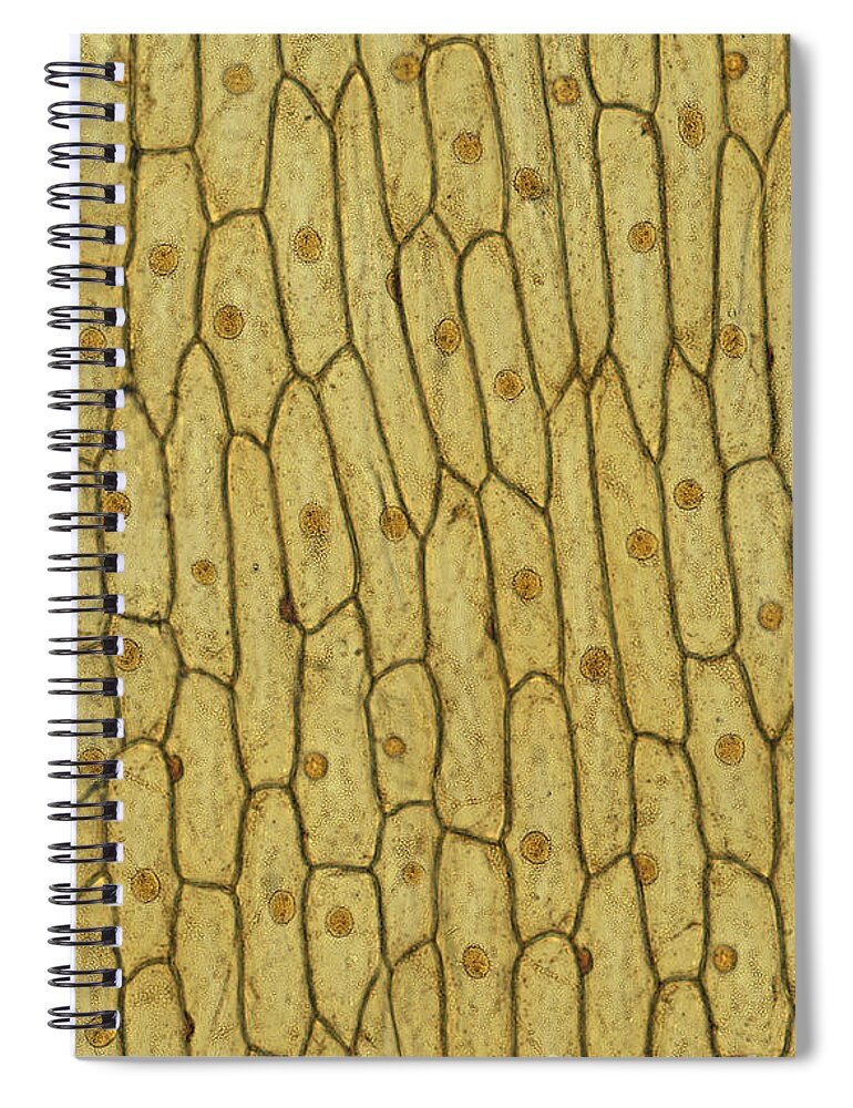 Onion Skin Notebook : r/notebooks