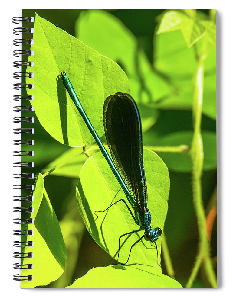 04jun17 Spiral Notebook featuring the photograph Iridescent Green and Blue Dragonfly by Jeff at JSJ Photography
