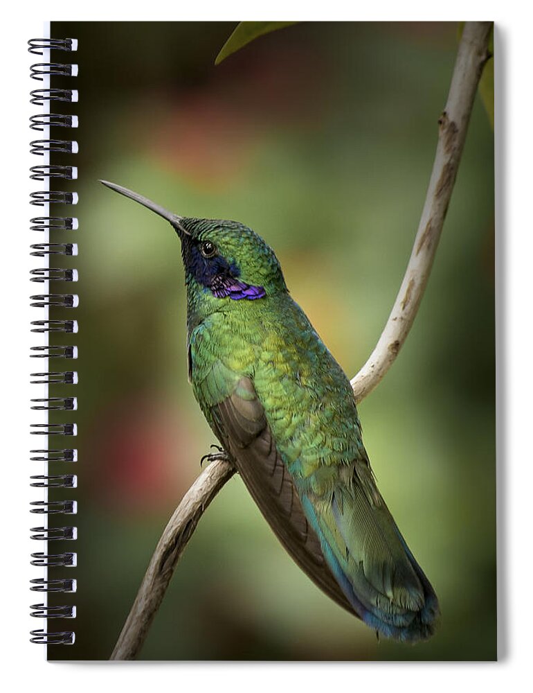 Portrait Spiral Notebook featuring the photograph Iridescent Hummingbird with Purple by Penny Lisowski