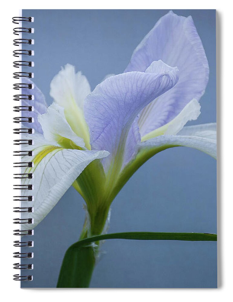 Nature Spiral Notebook featuring the photograph Iris 1 by Barry Bohn