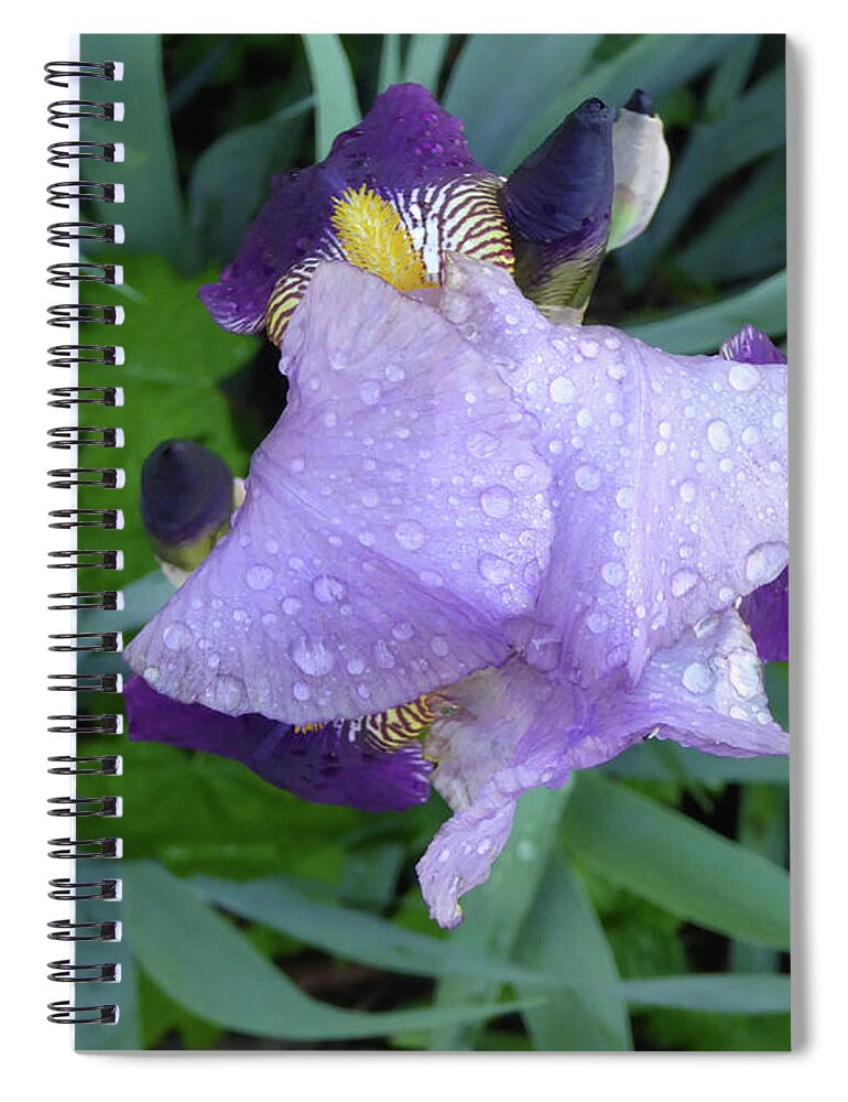 Garden Raw Purple Violet Flower Wet Water Raindrop Green Bloom Close Macro Orange Bearded Iris Rhizome Bulb Tube Unedited As-is Spring North East New Jersey Spiral Notebook featuring the photograph Iris After the Rain III by Leon DeVose
