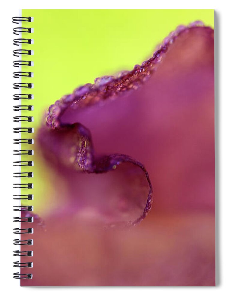 Contempoary Photograph Of An Iris Flower Spiral Notebook featuring the photograph Iris in Lavender and Green by Iris Richardson