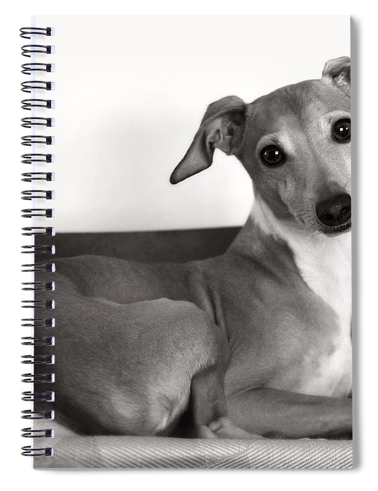 Black And White Spiral Notebook featuring the photograph Italian Greyhound Portrait 2 in Black and White by Angela Rath