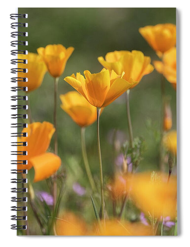 Poppies Spiral Notebook featuring the photograph It's a Poppy Thing by Saija Lehtonen