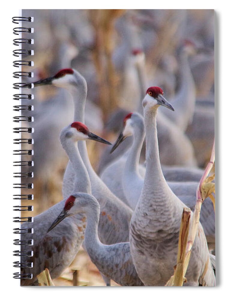 Sandhill Cranes Spiral Notebook featuring the photograph It's a sandhill crane thing by Jeff Swan