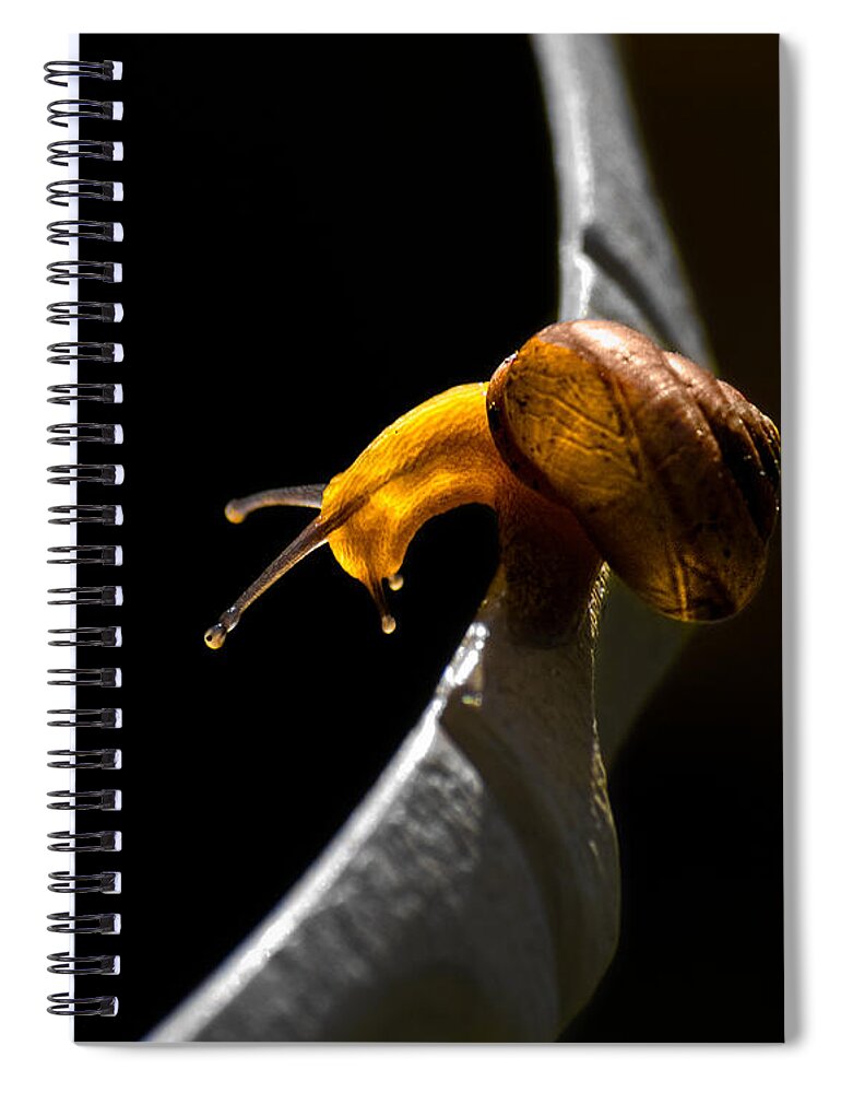 Insect Spiral Notebook featuring the photograph It's Dark Down There by Christopher Holmes