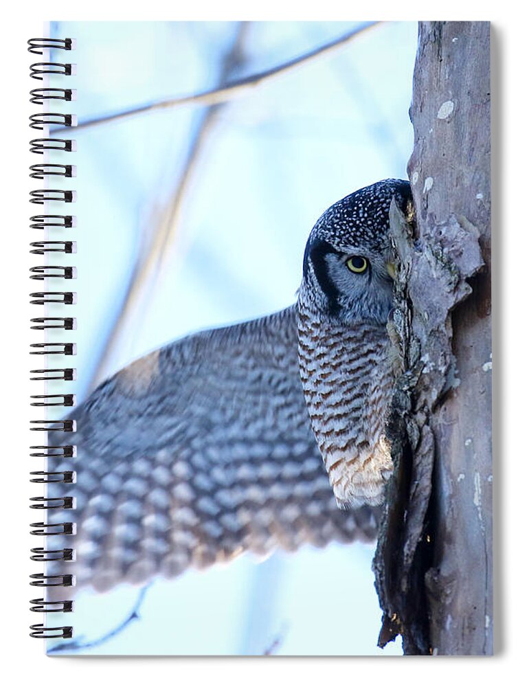 Hawk Owl Spiral Notebook featuring the photograph It's safe here by Heather King