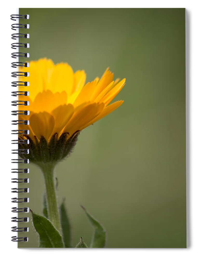 Background Spiral Notebook featuring the photograph It's Spring by Paulo Goncalves