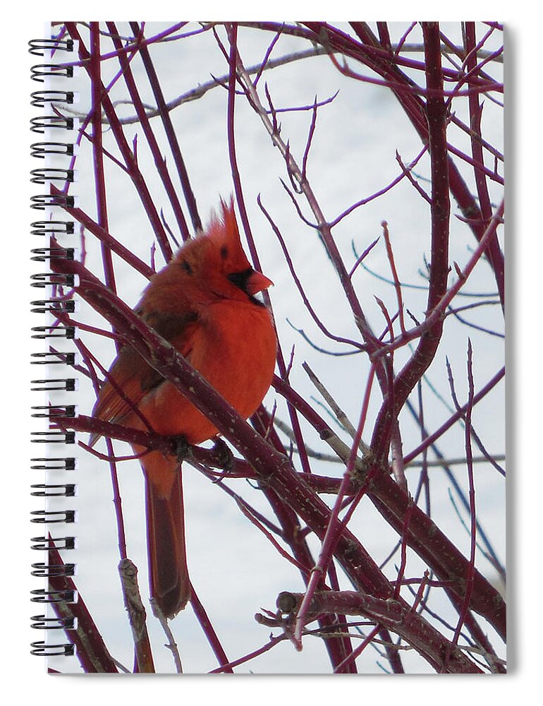 Small Bird Spiral Notebook featuring the photograph Blending In by Leslie Montgomery