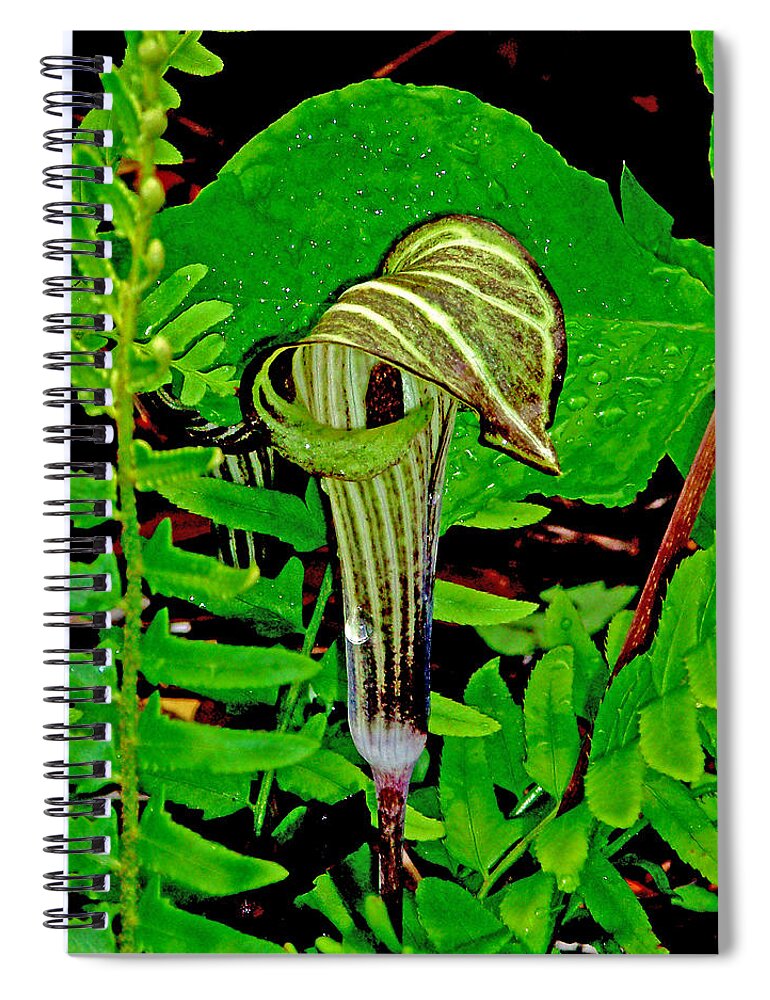 Plant Spiral Notebook featuring the photograph Jack-in-the-Pulpit by Allen Nice-Webb