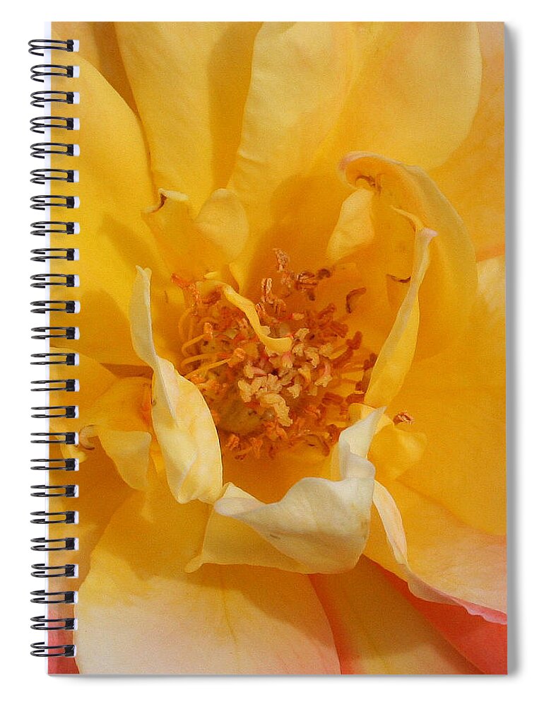 Rose Spiral Notebook featuring the photograph Jacob's Bands of Color by Marna Edwards Flavell