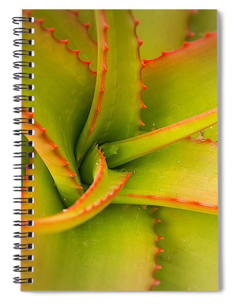 Aloe Spiral Notebook featuring the photograph Jagged Aloe by Ana V Ramirez