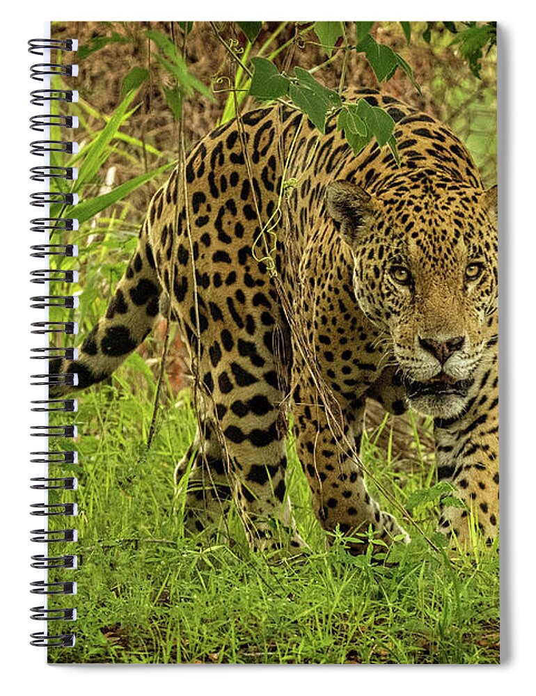 Jaguar Spiral Notebook featuring the photograph Jaguar Meeting by Steven Upton