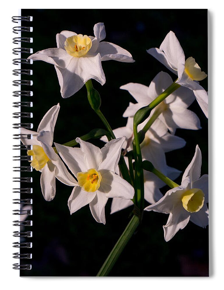 Flower Spiral Notebook featuring the photograph January Surprise by Derek Dean