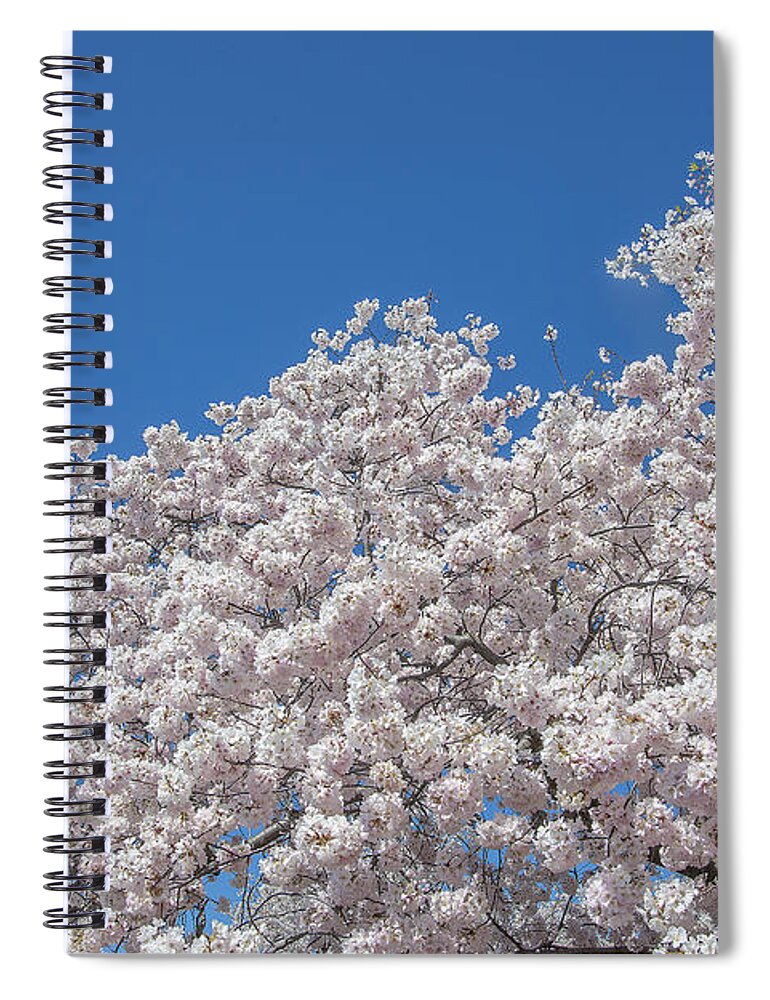 Scenic Spiral Notebook featuring the photograph Japanese Cherry Tree Blossoms on the Tidal Basin DS0081 by Gerry Gantt